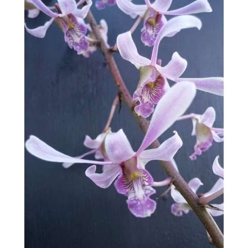 Seedling Anggrek Dendrobium Lineale Blue - Anggrek Seedling