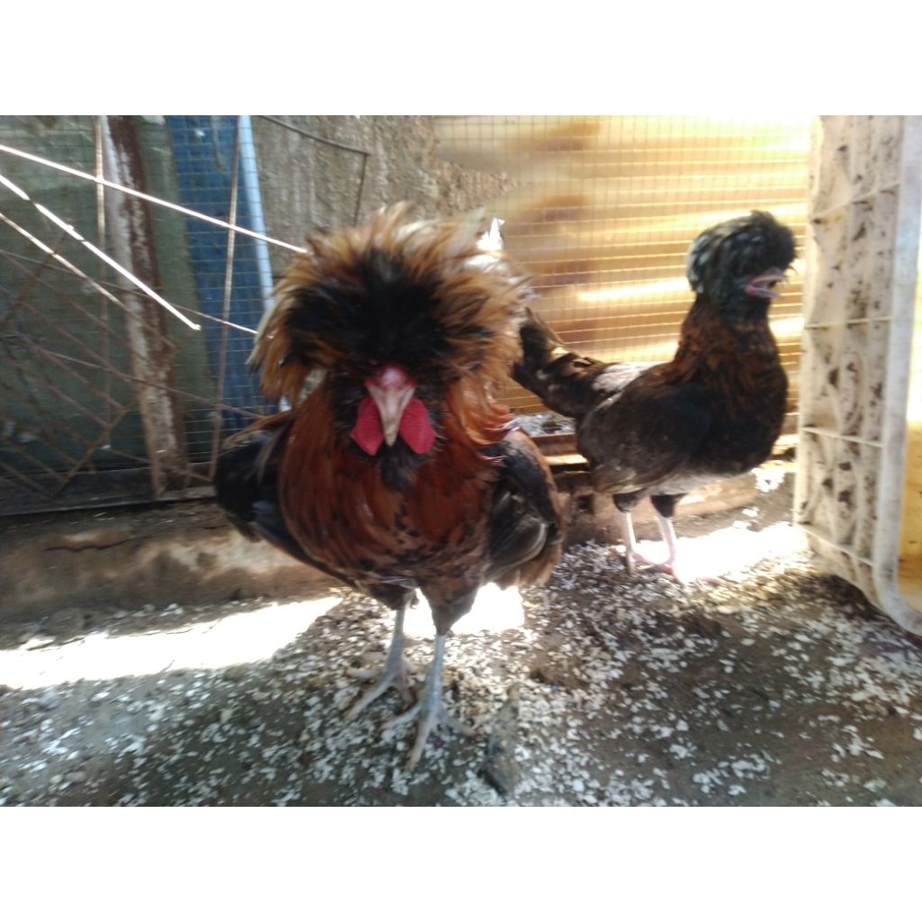 telur tetas ayam hias polan atau jambul