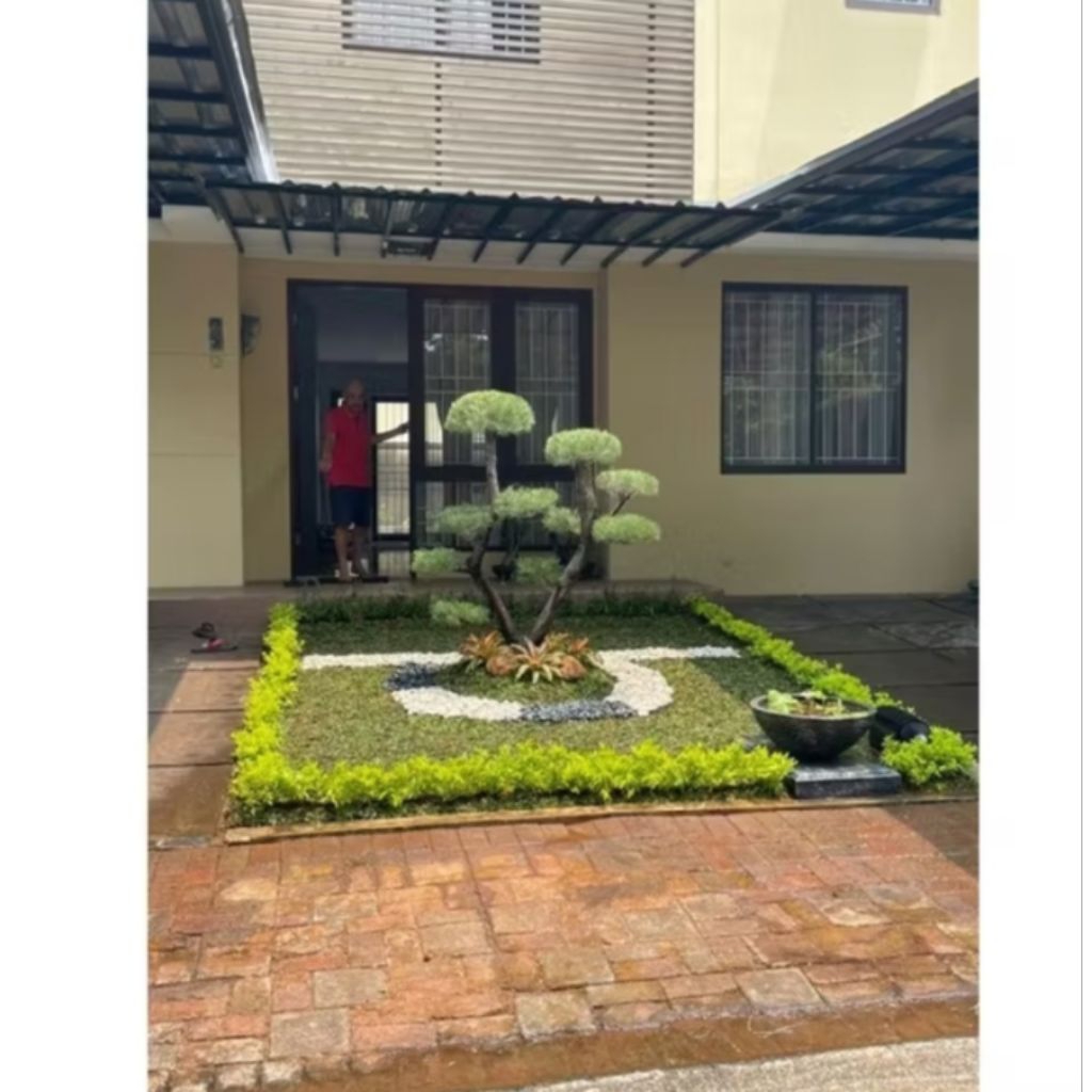 pembuatan taman bonsai cemara udang