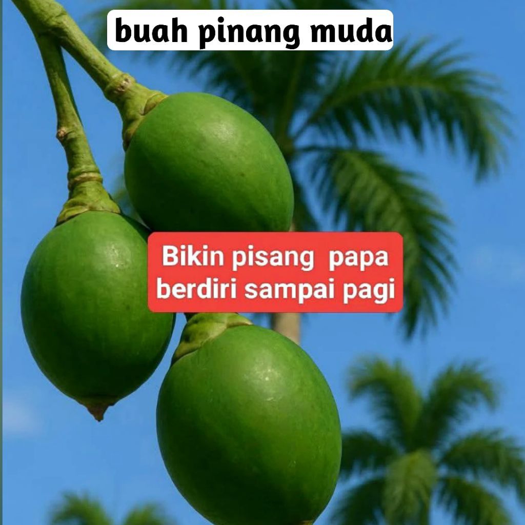 

buah pinang muda