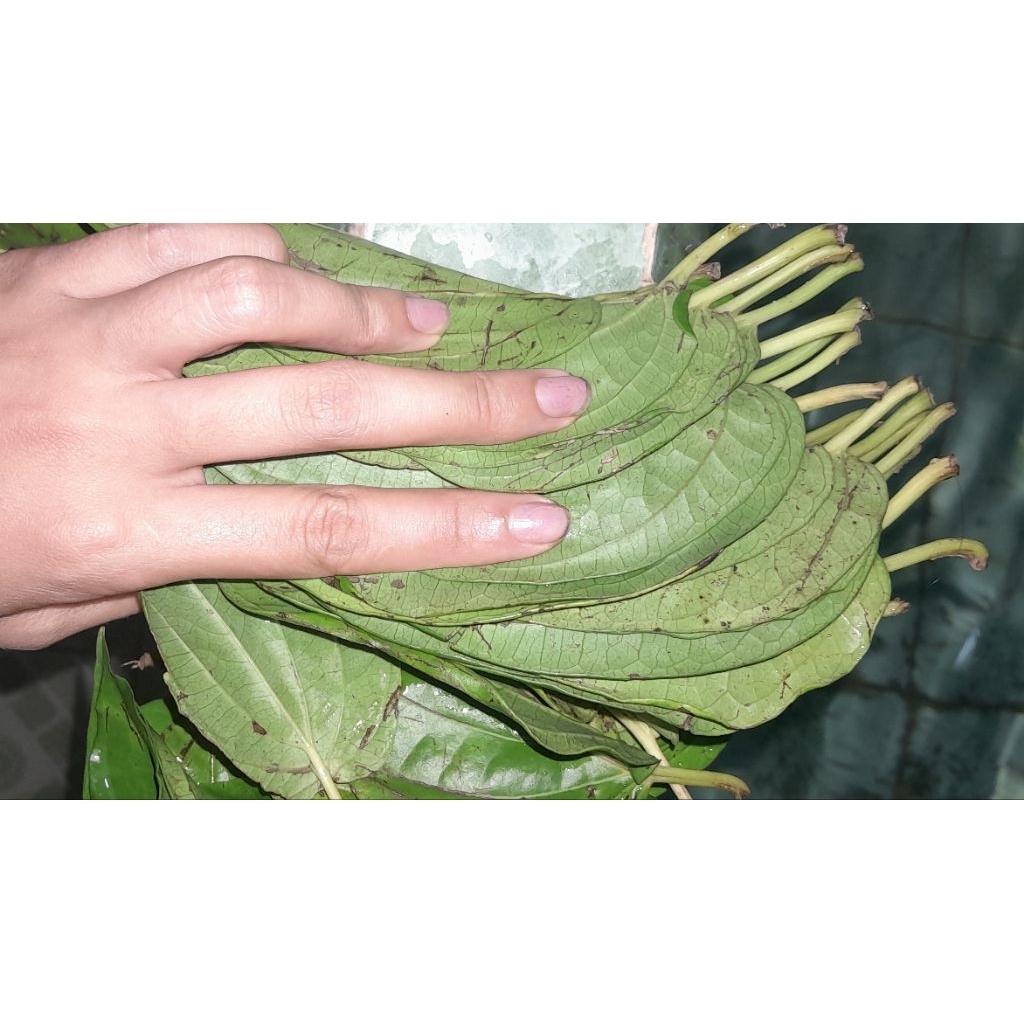 

Daun Sirih Belo Tiga Binanga Medan Karo Segar Sehat Wangi Untuk Obat Herbal Sirih