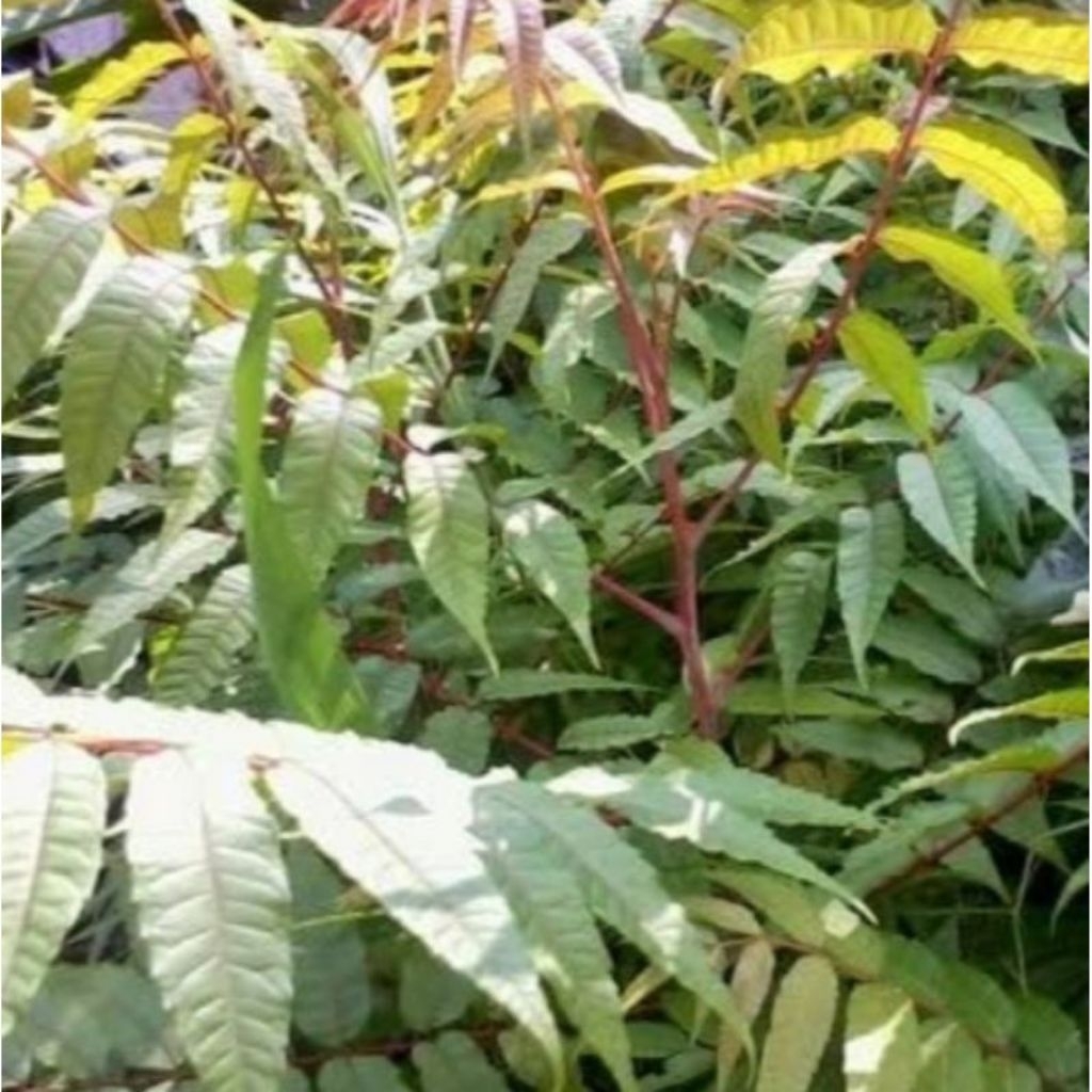 

Daun Sungkay Segar Dan Prees Baru di petik obat herbal tradisional 1kg bersih