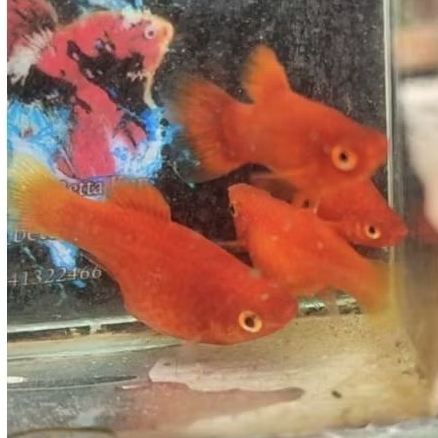 serokan platy red corral