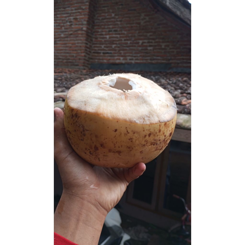 

kelapa muda airnya manis segar