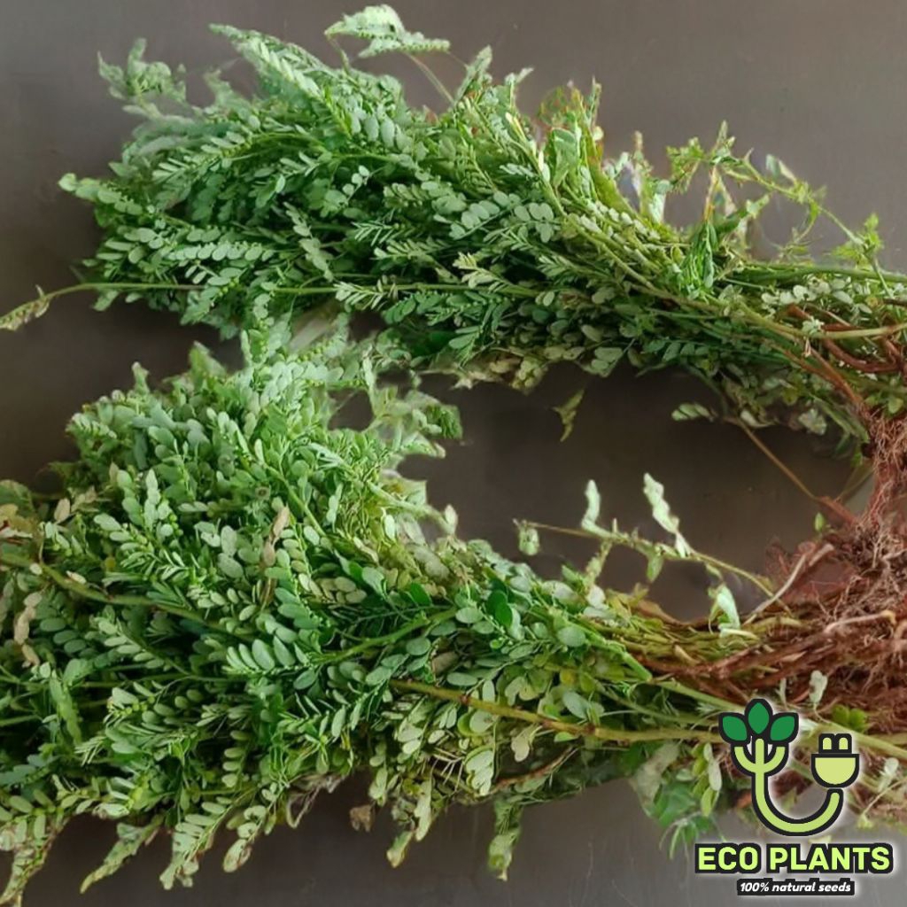 

Daun Meniran Segar 250gr Peluluh b.a.t.u G1nj4l / Daun Meniran Fresh Non-pestisida