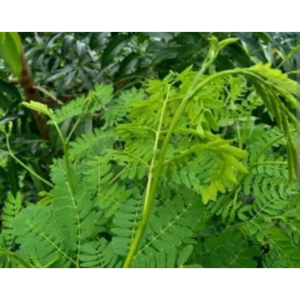 

Daun lamtoro / petai cina Fresh 100 gr dipetik saat akan dikirim