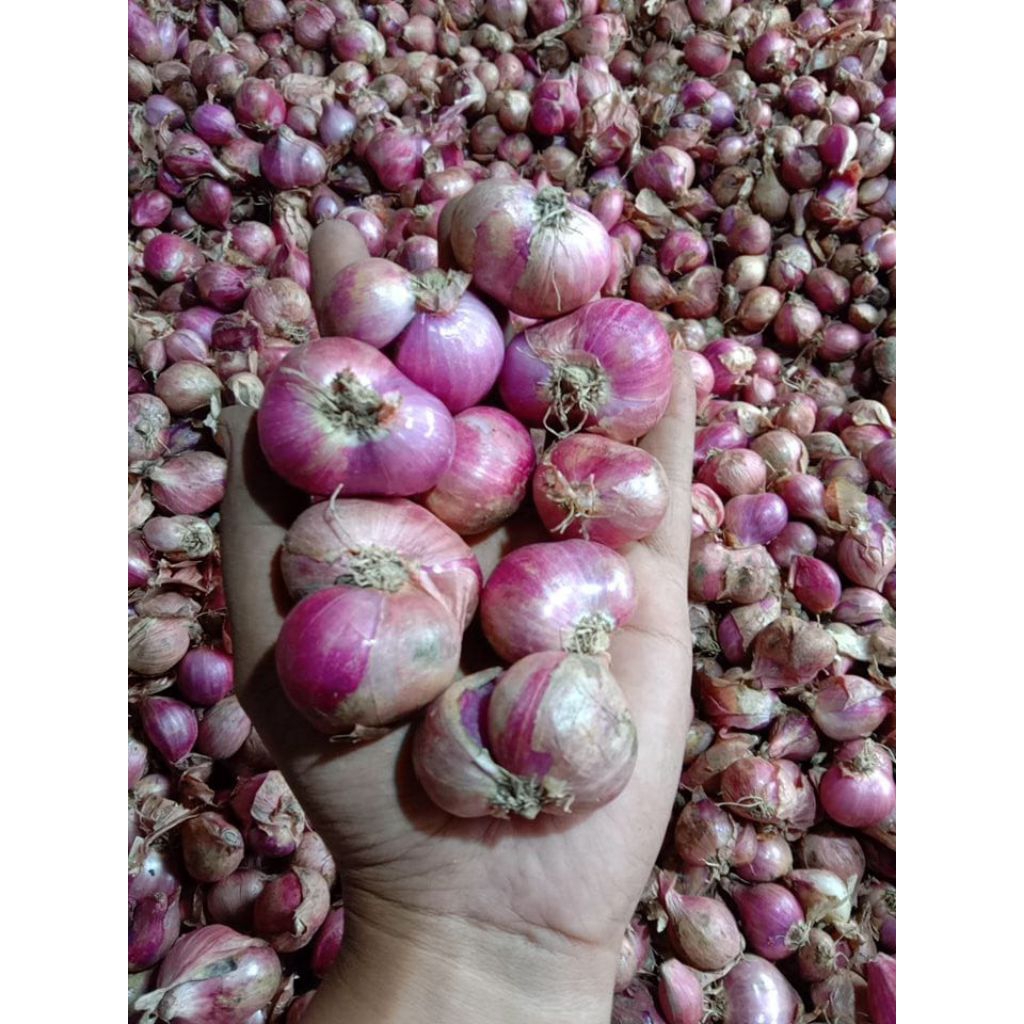 

bawang merah sedang besar 1kg