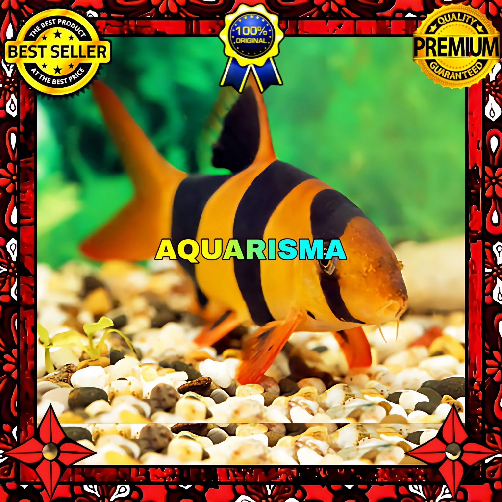 KEBUTUHAN AKUARIUM - BOTIA BADUT CLOWN CHROMOBOTIA MACRACANTHUS 8-9 CM