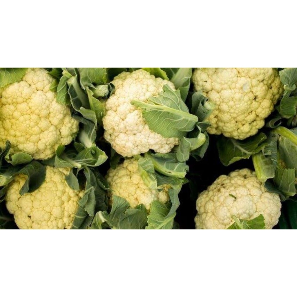 

kembang kol fresh segar termurah 1 buah 500 gram 1 kg