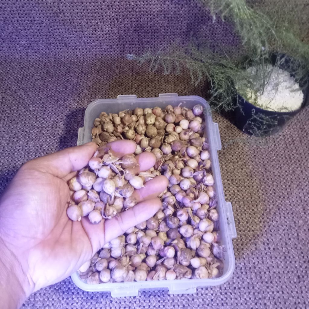 

Kapulaga rempah rempah kering Untuk segala macam masakan