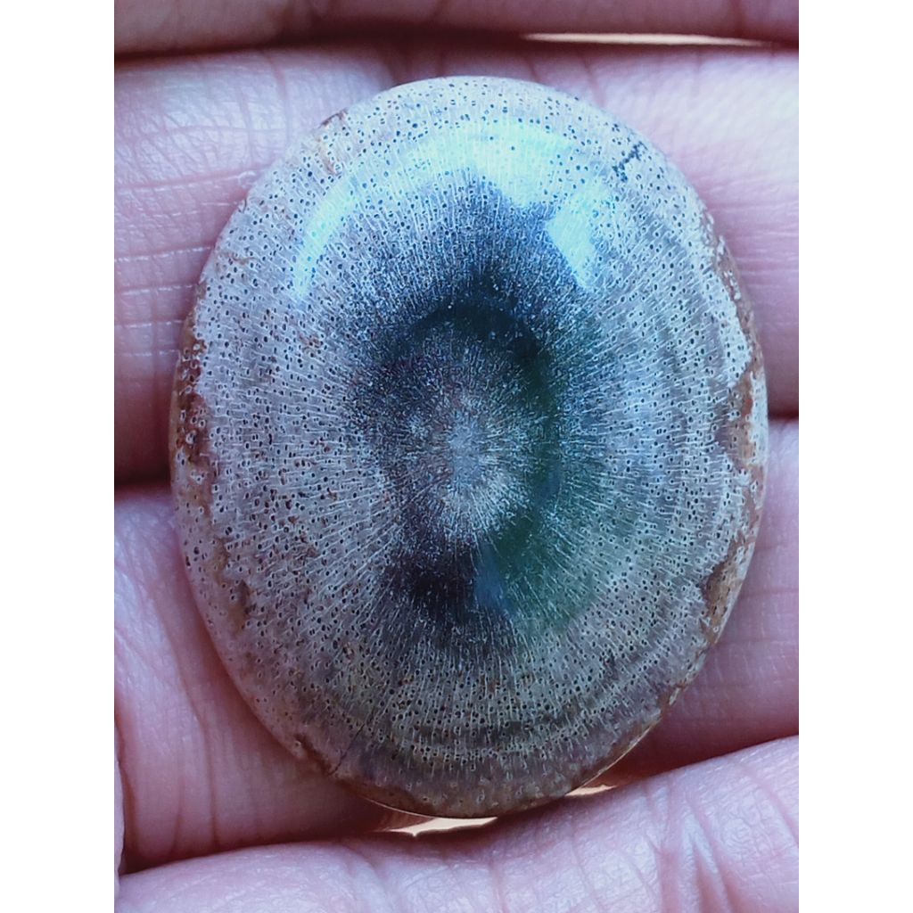 Batu Posil Kelor Mata Dewa Puser Bumi