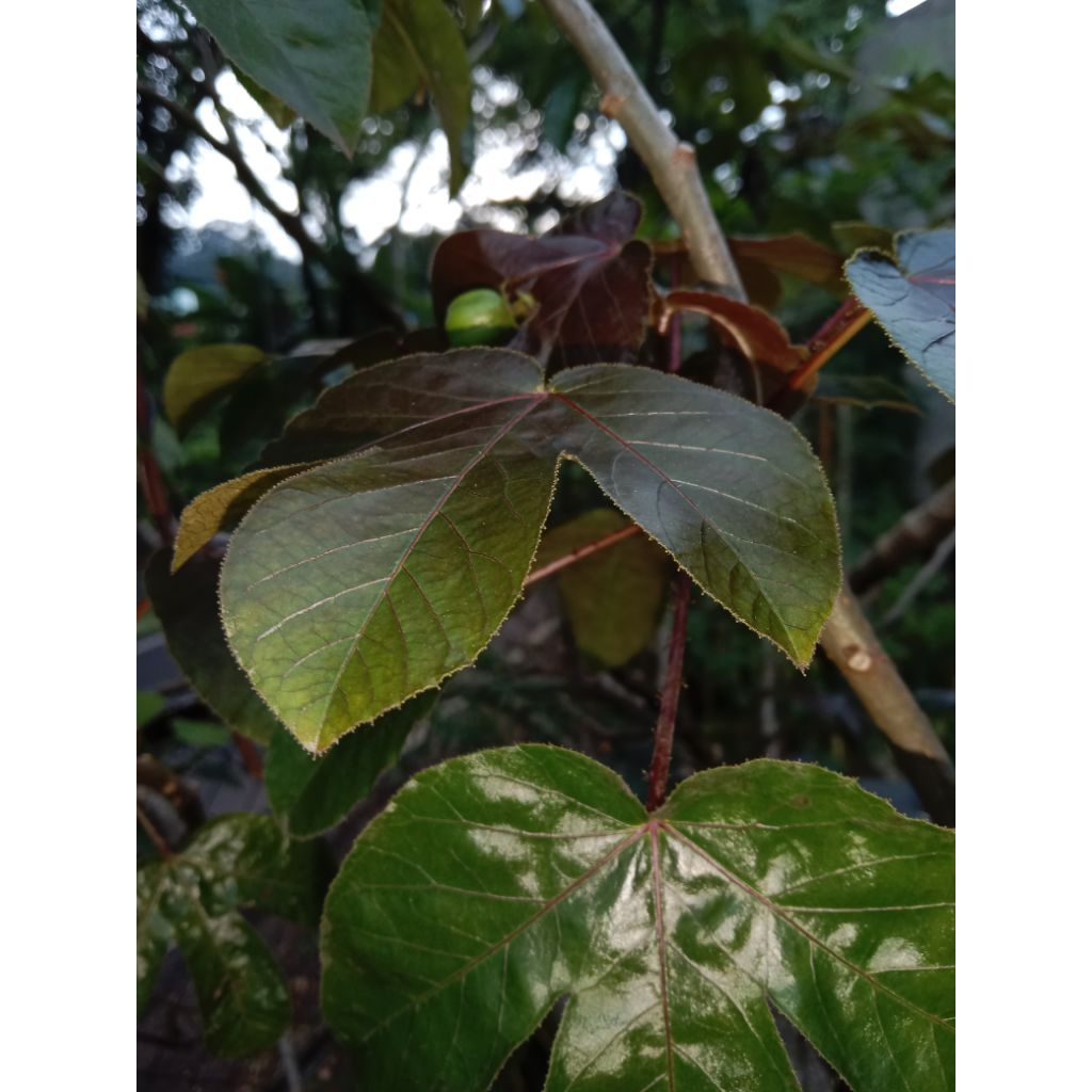 

daun jarak wulung