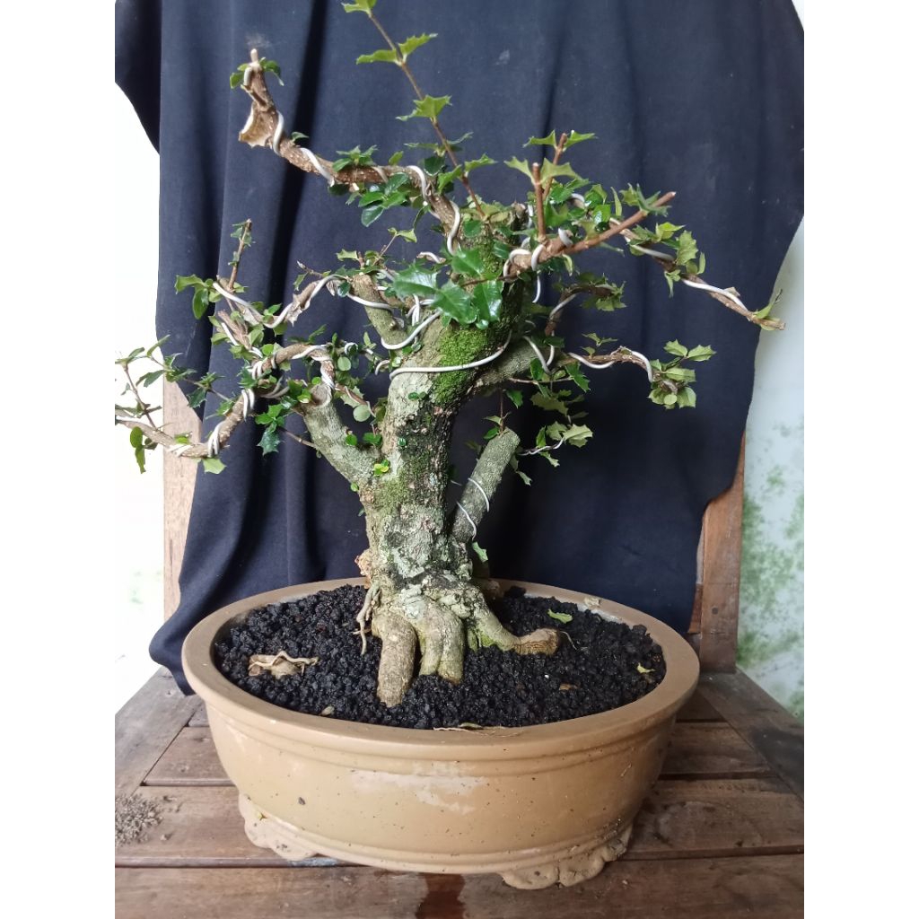 bonsai sakura mirten duri siap pajang