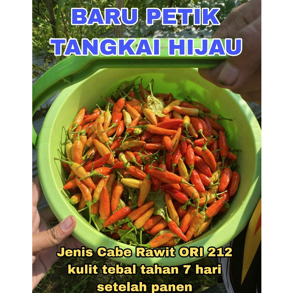

Cabe Rawit Merah Premium Fresh Segar varietas ORI 212 | Cabai Segar Tangkai Masih Hijau Baru Petik