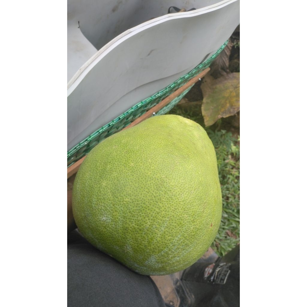 

JERUK PAMELO JUMBO MADU PREMIUM TANPA BIJI MANIS 2,5KG-3,0 KG