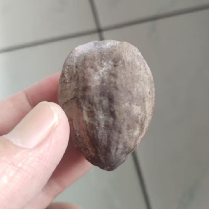 Kemiri Adu Muncang Adu Obral Jayanti Milenial Anak 4G Full Tua