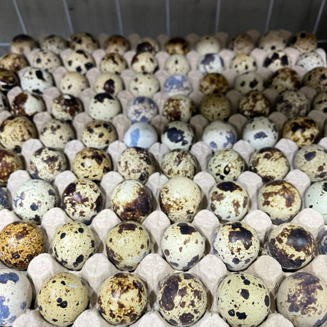 

Telur Puyuh 250g | 500g | 750g | 1 kg | Promo Murah Fresh Buah Amanah