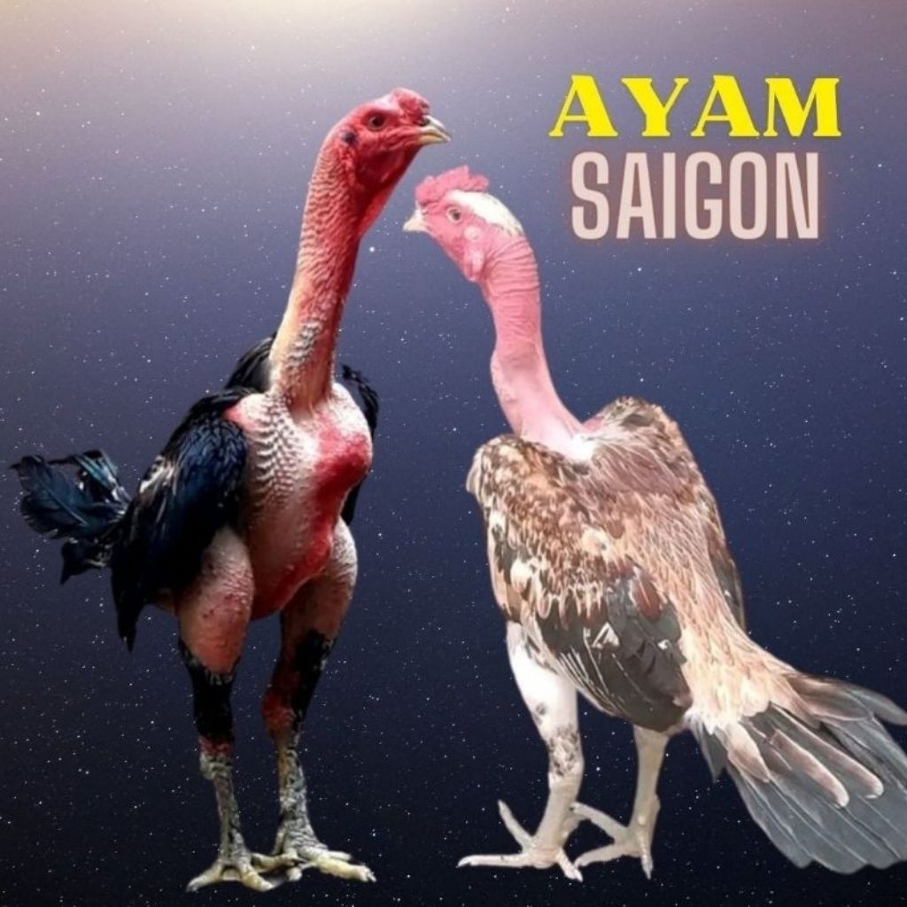 

Telur Tetas Ayam Saigon Asli Fertil Buat ditetaskan