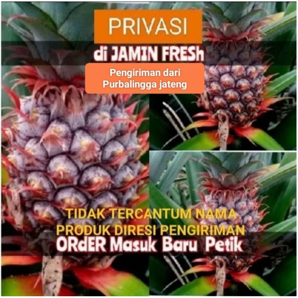 

NANAS MUDA/NANAS PELANCARHAID/NANAS HERBAL