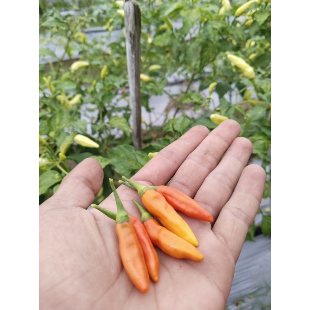 

cabai rawit merah 250g 500g 100g langsung dari petani tanoa perantara lain, harga lebih terjangkau kualitas terbaik