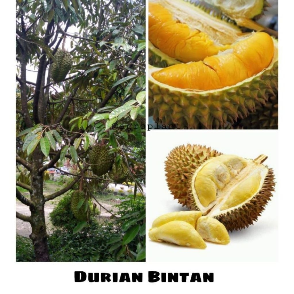 

DURIAN BINTANA KAKI 3 HASIL STEK BATANG