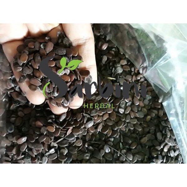 

Petai Cina Kering / Kering Petai Cina / 500 gram / 1000 gram / Simplisia Kering Petai Cina / Petai Cina Kering Garansi Terjamin 100% Asli Murni / Bahan Petai Cina Kering / Bahan Petai Cina Kering Premium / Bahan Petai Cina Kering Murni
