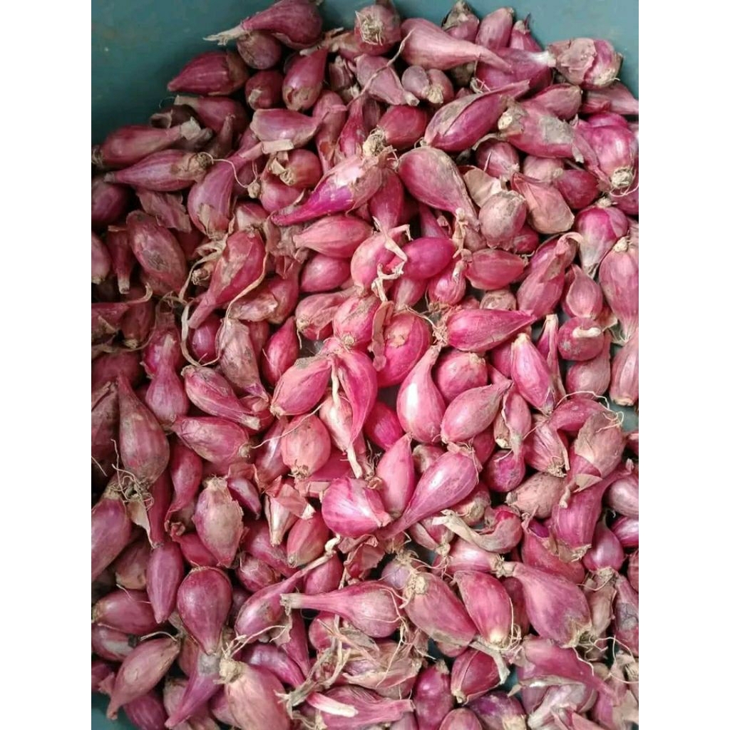 

Bawang merah kecil/Lembut 1kg Buat diblender