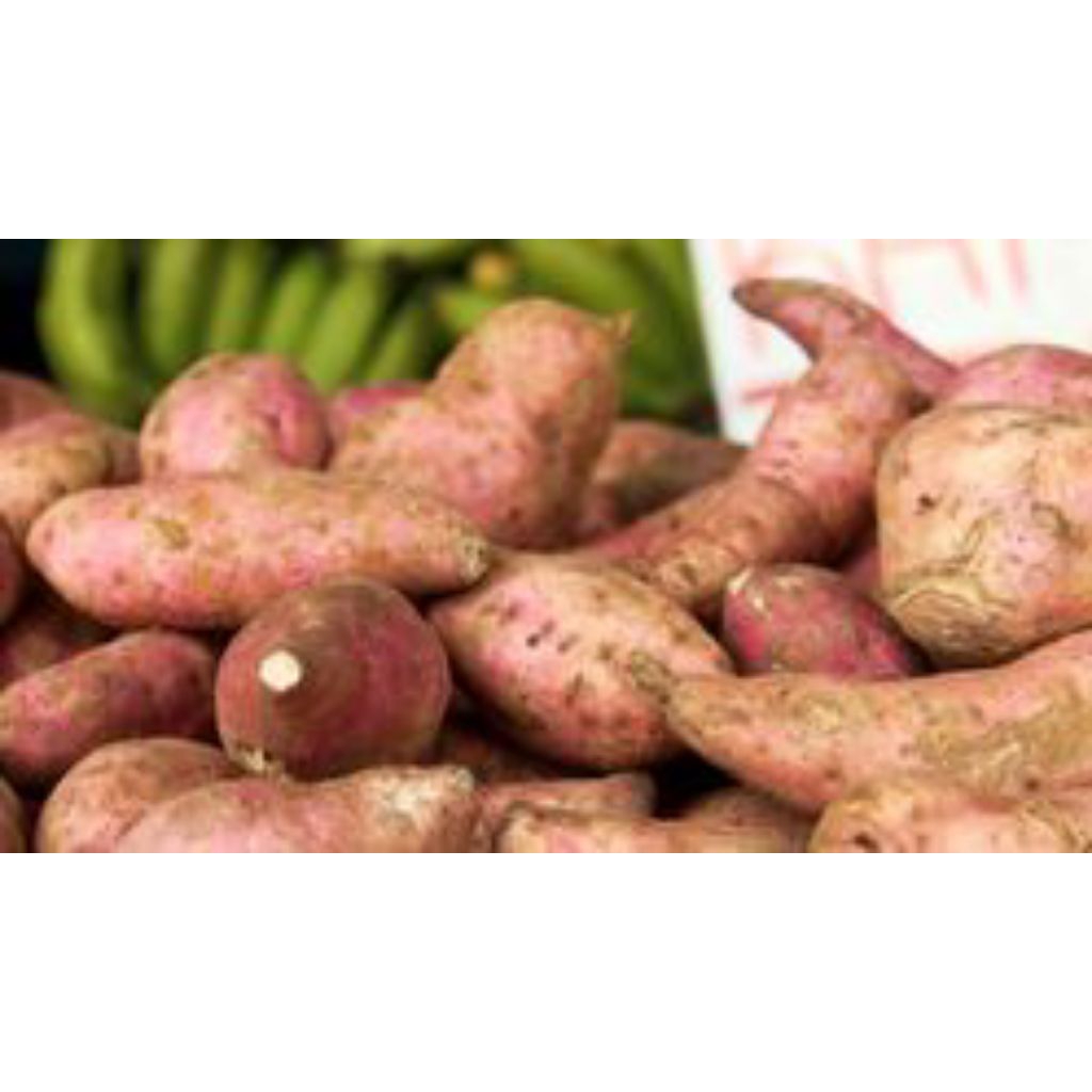 

UMBI UWI PUTIH UMBI UWI UNGU UMBI UBI HUWI PER 1 KG