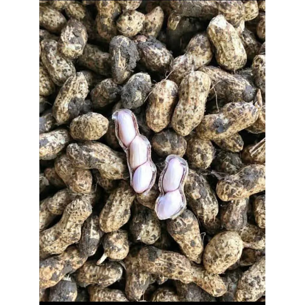 

Kacang Garuda mentah manis pull tua berat bersih 500grm