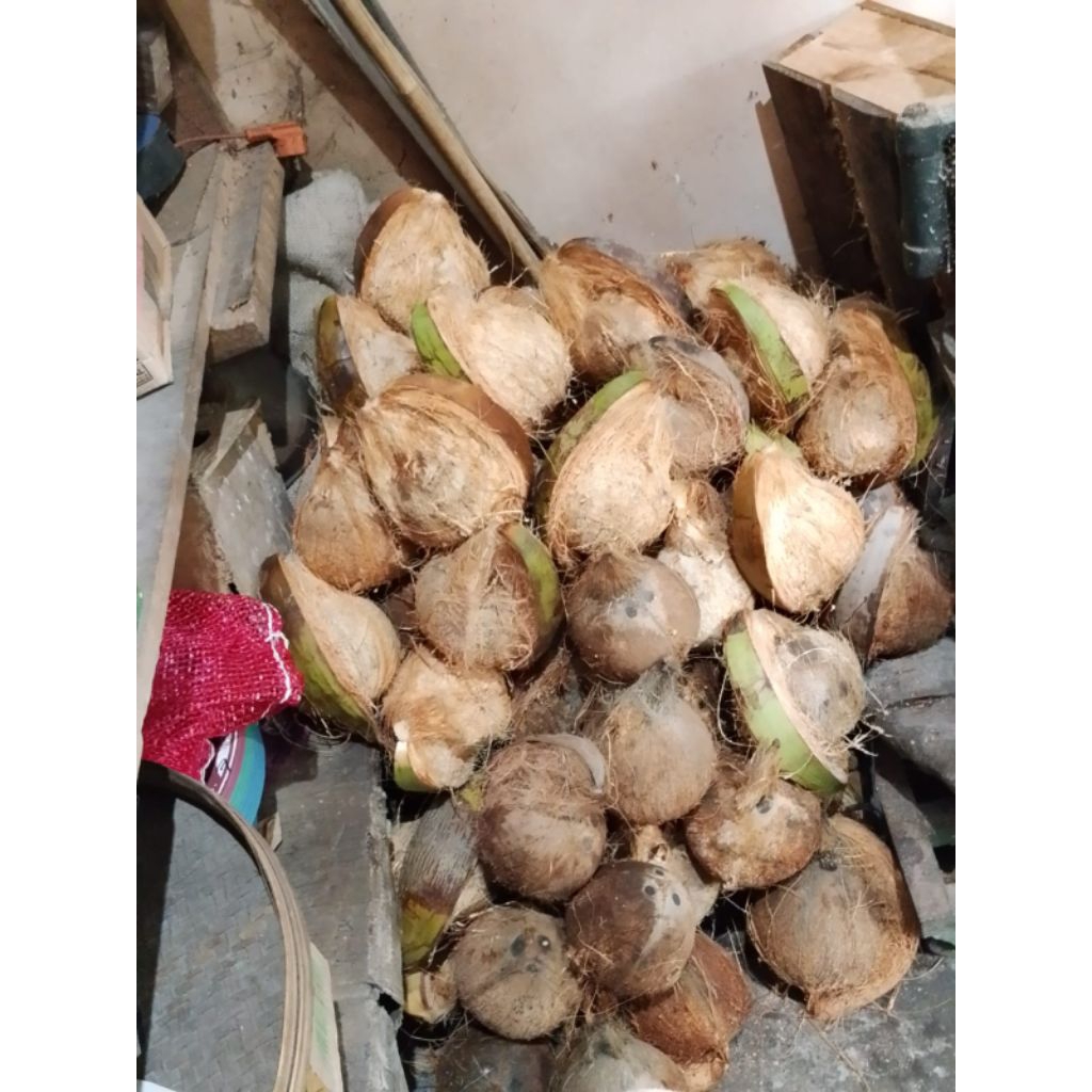 

KELAPA SANTAN ASLI