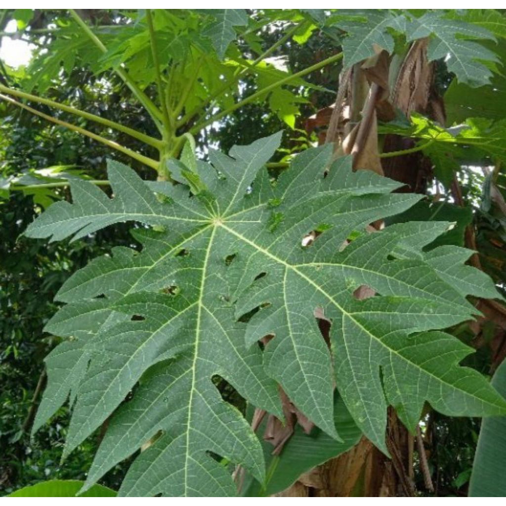 

daun pepaya segar 1 lembar