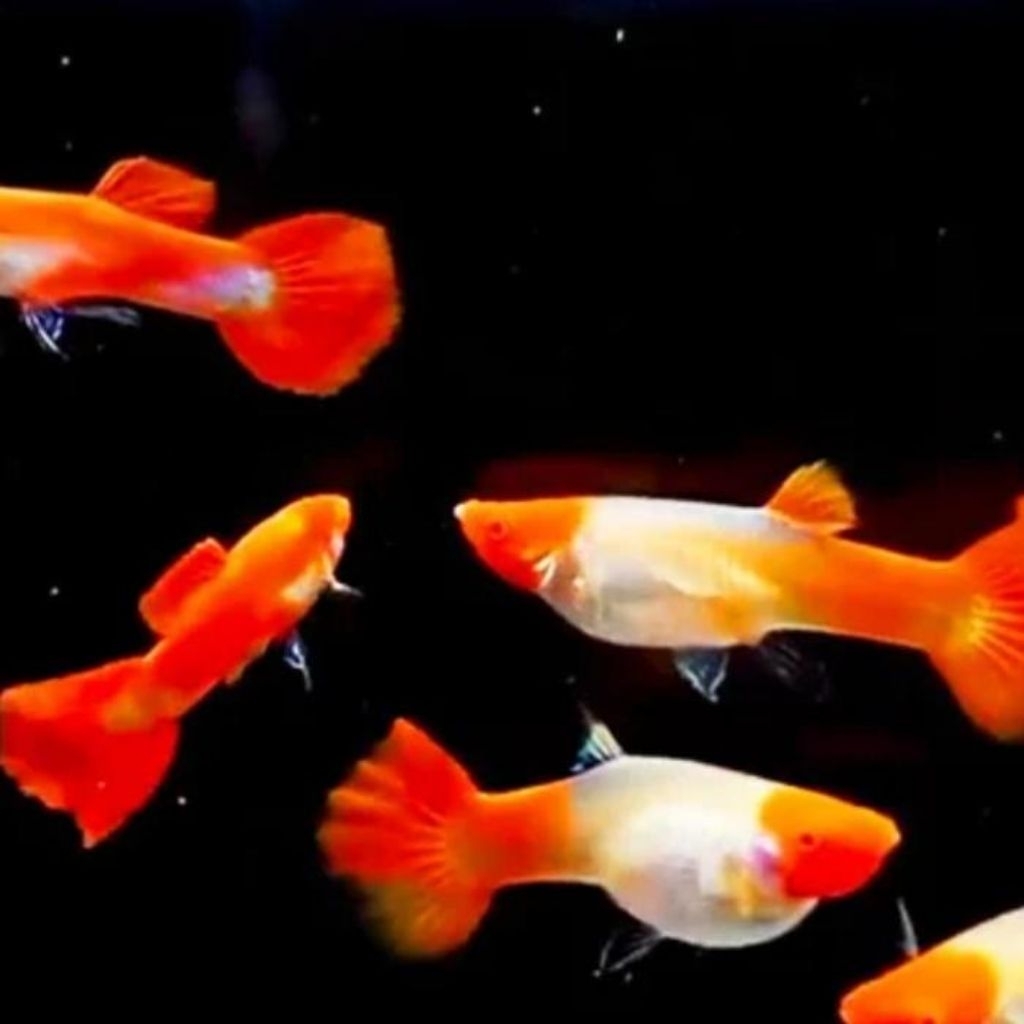 

PACKING KARDUS - GUPPY ALBINO KOI GEN SHORT BODY PRTDE PRMBE AFR YELLOW COBRA PURPLE DRAGON