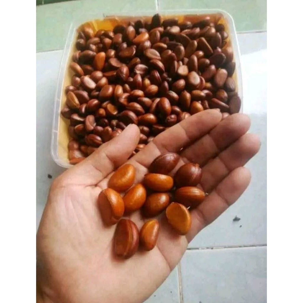 biji black sapote