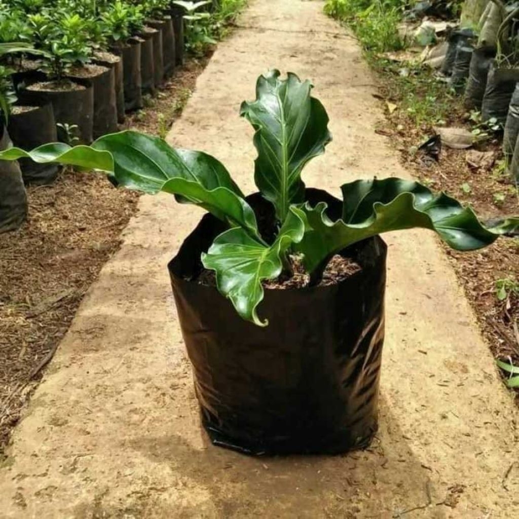 Tanaman hias Anthurium gelombang cinta - Anthurium gelombang cinta