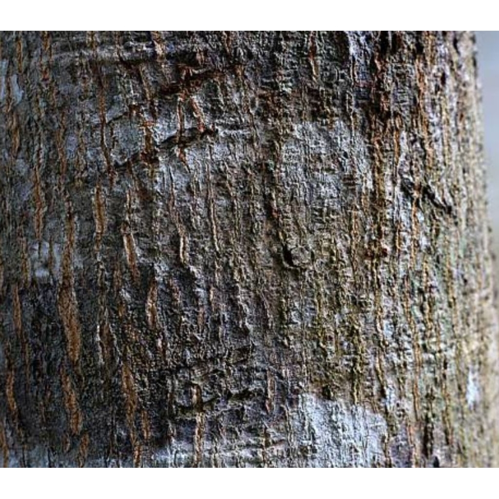 

Kulit pohon mangga segar organik 250 gram