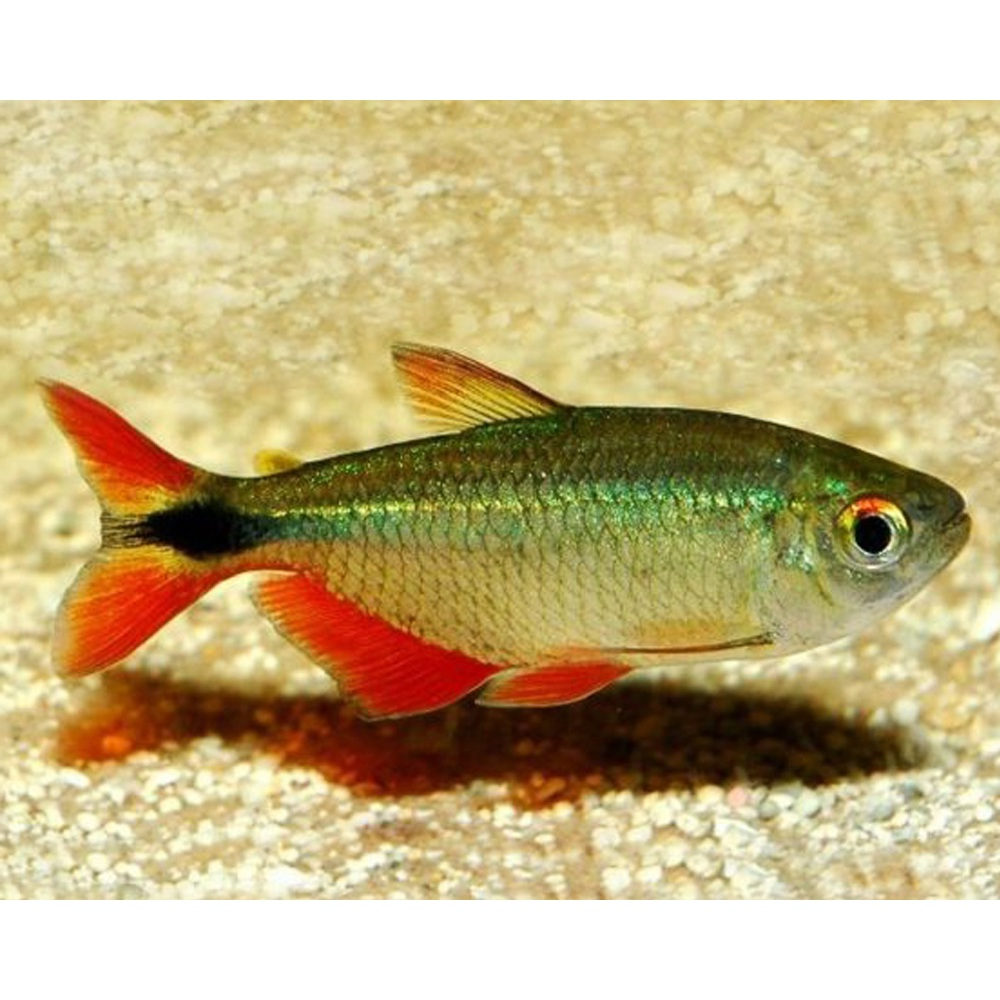 Ikan Hias Buenos Aires Tetra / Psalidodon Anisitsi / Ikan Hias Air Tawar / Ikan Aquascape
