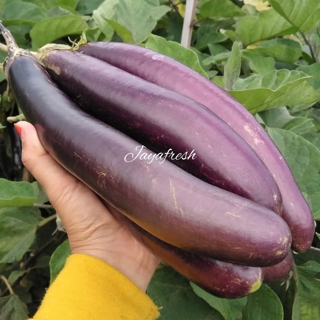 

Terong Ungu Fresh 1Kg