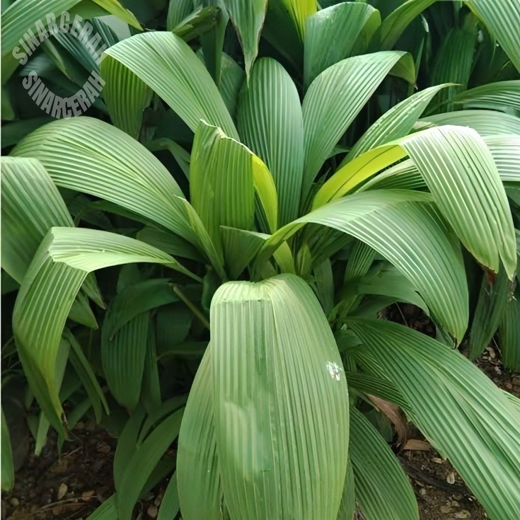 

Daun cangkok bungkus bakcang