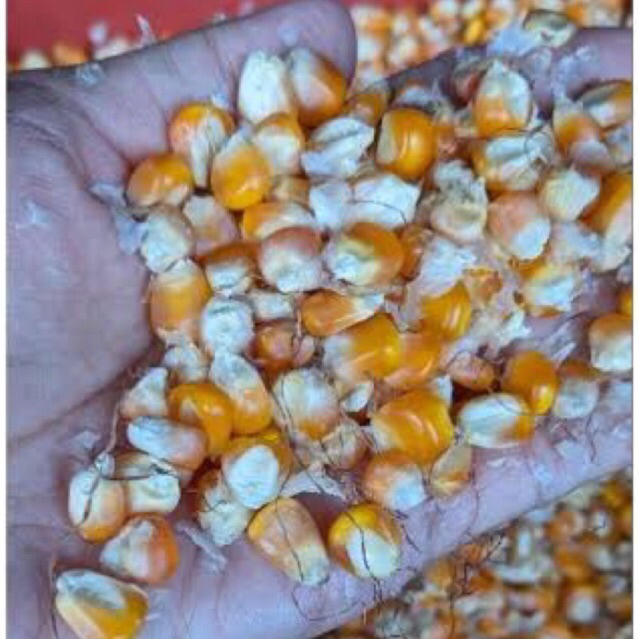 Jagung Pakan 1kg | Jagung pipil kering | Jagung pakan ayam | jagung biji kecil |  jagung pakan burun
