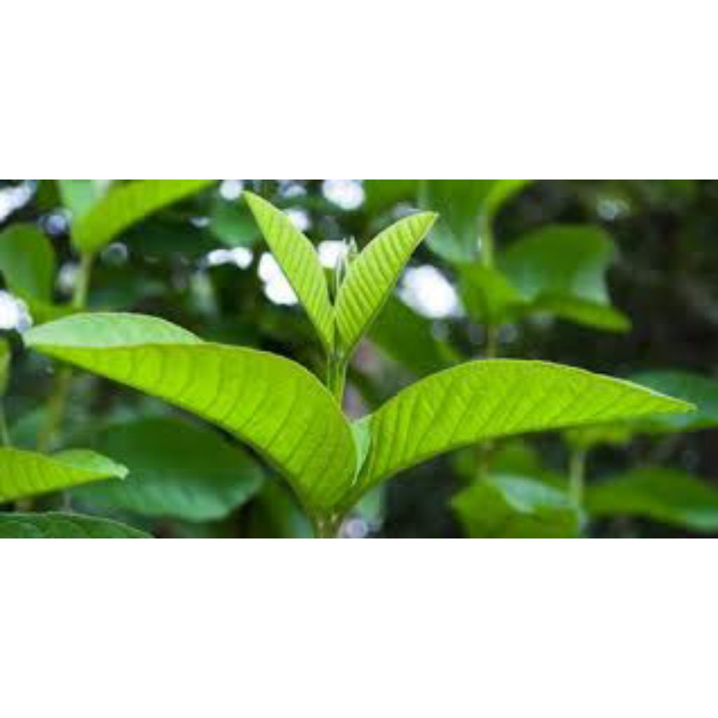 

daun jambu biji merah asli 500grm pres