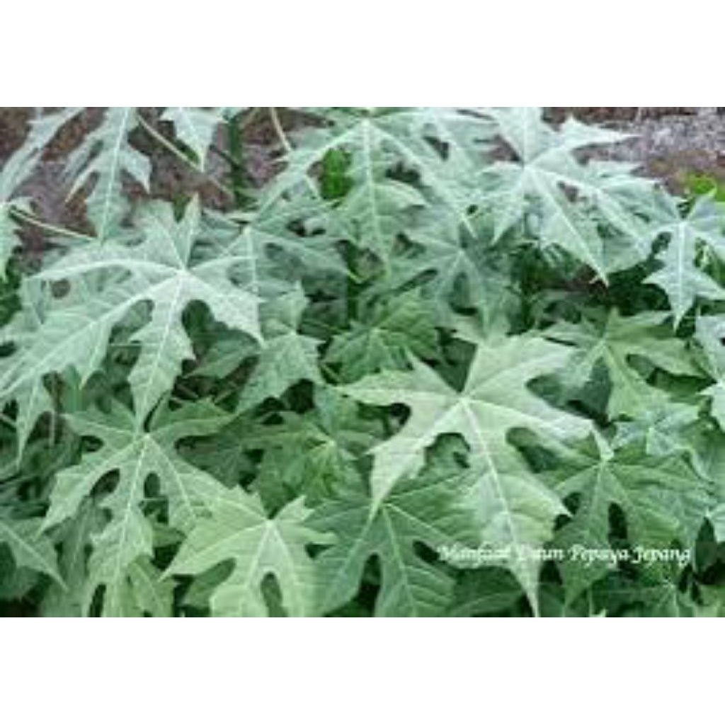 

daun pepaya jepang asli pres 1kg