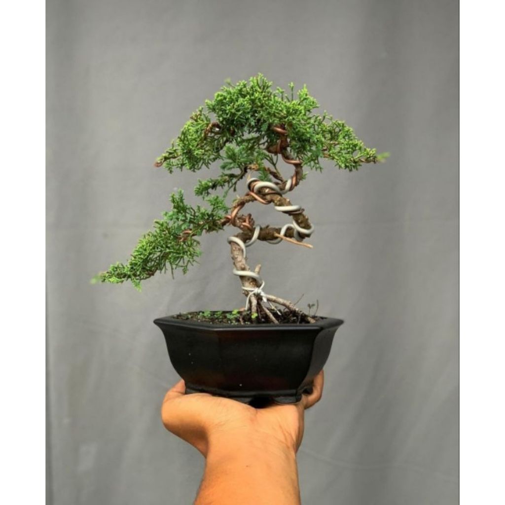 TANAMAN BONSAI HIDUP SUDAH JADI SIAP PAJANG | BONSAI DEWANDARU ASLI