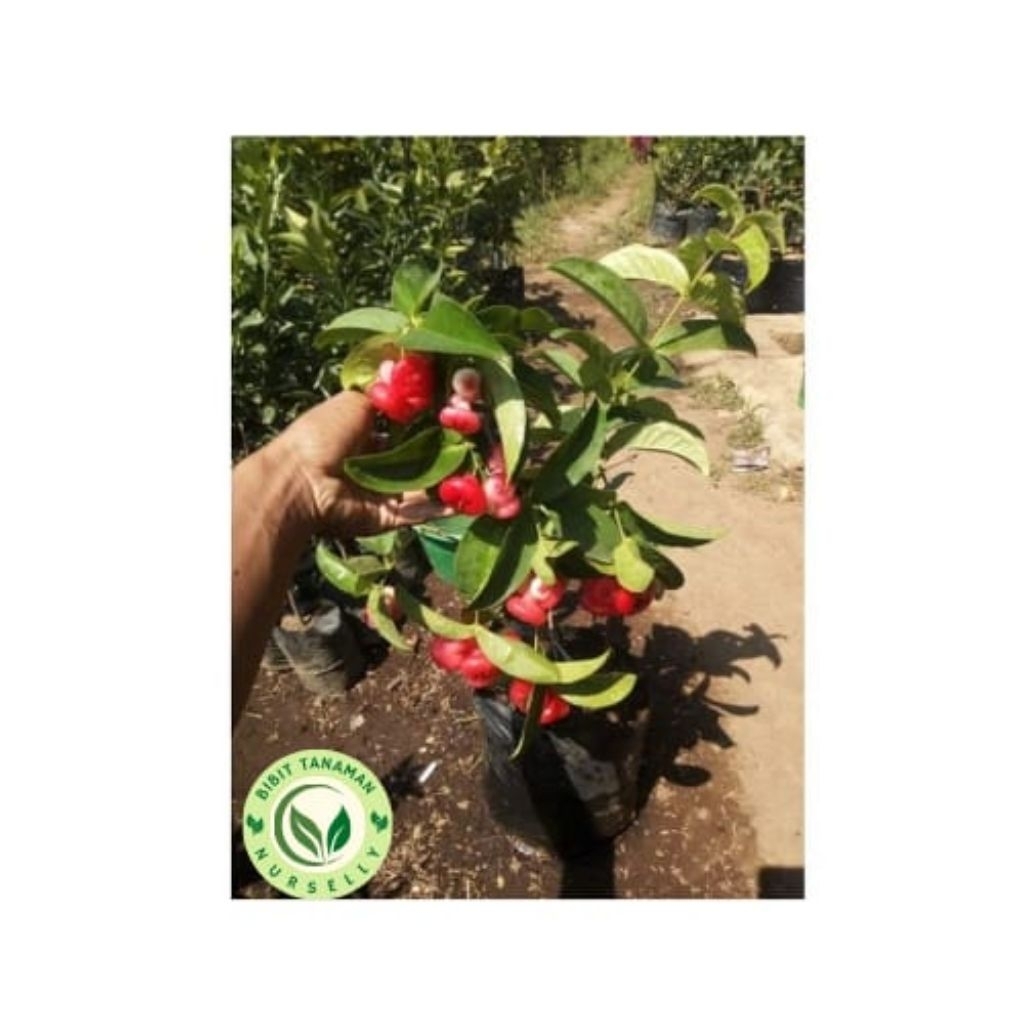 Bibit Pohon Jambu Air Kancing Merah / Jambu Air Buat Rujak / Jambu Air Dengan Warna Merah / Jambu Ai