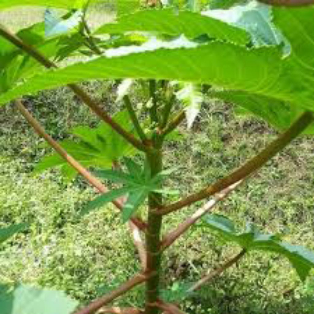 

daun Kaliki segar pres 500grm