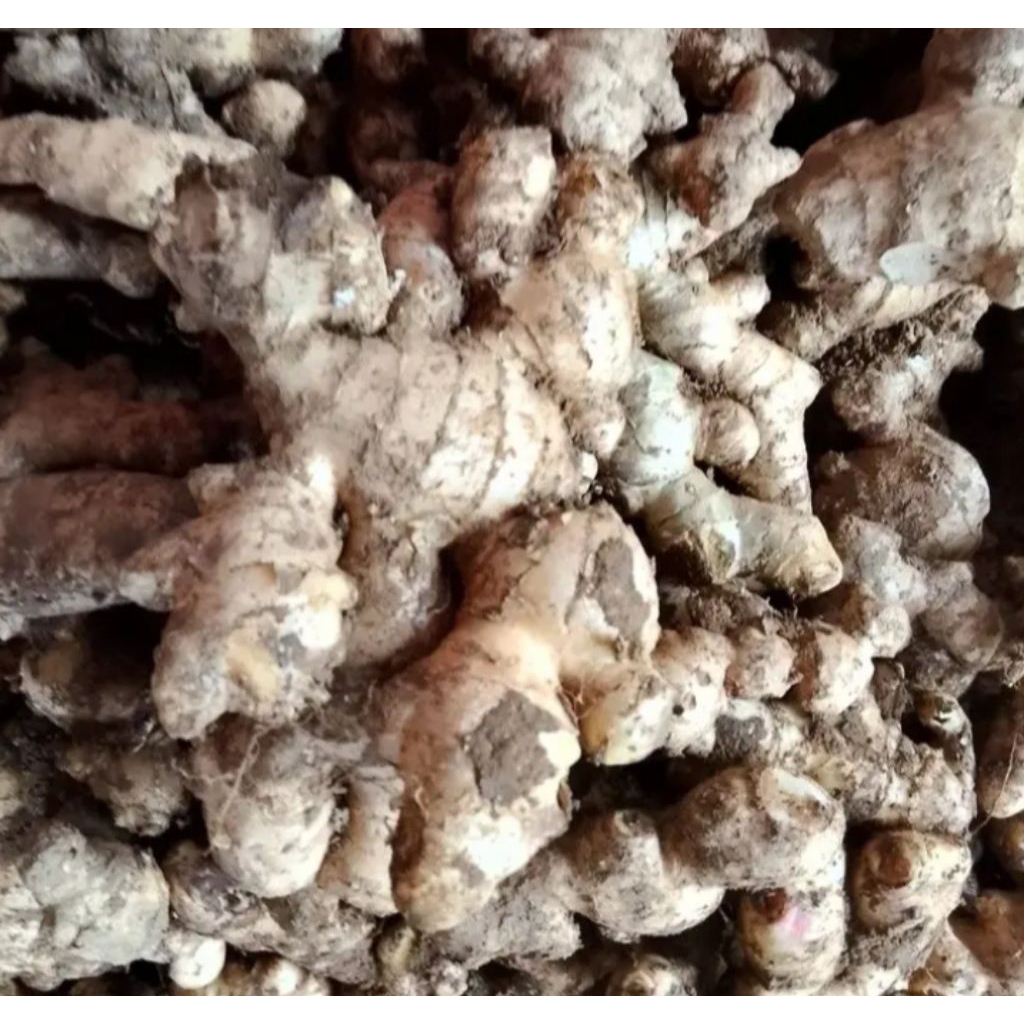 

Kencur Segar Fresh Kiloan 100gr - Rempah Empon