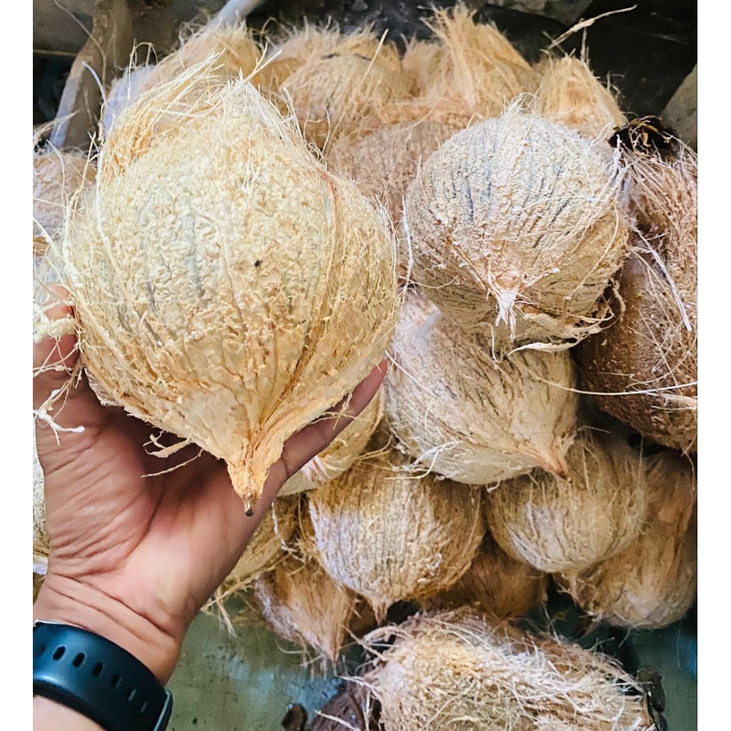 

KELAPA TUA BAHAN SANTAN DAGING TEBAL(BERGARANSI)