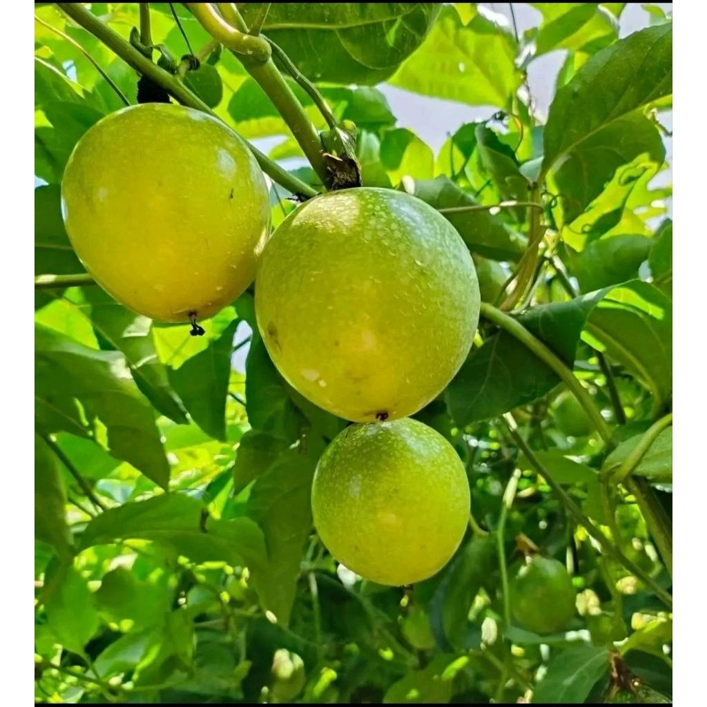 

Buah Markisa Atau Saprola Matang Segar 1Kg