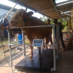 jasa perbaikan timbangan ternak