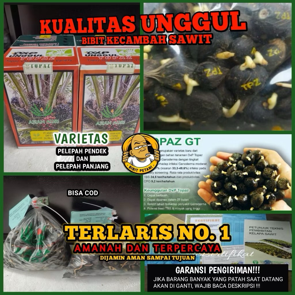 BENIH/BIBIT KECAMBAH SAWIT TOPAZ UNGGUL BERSERTIFIKAT