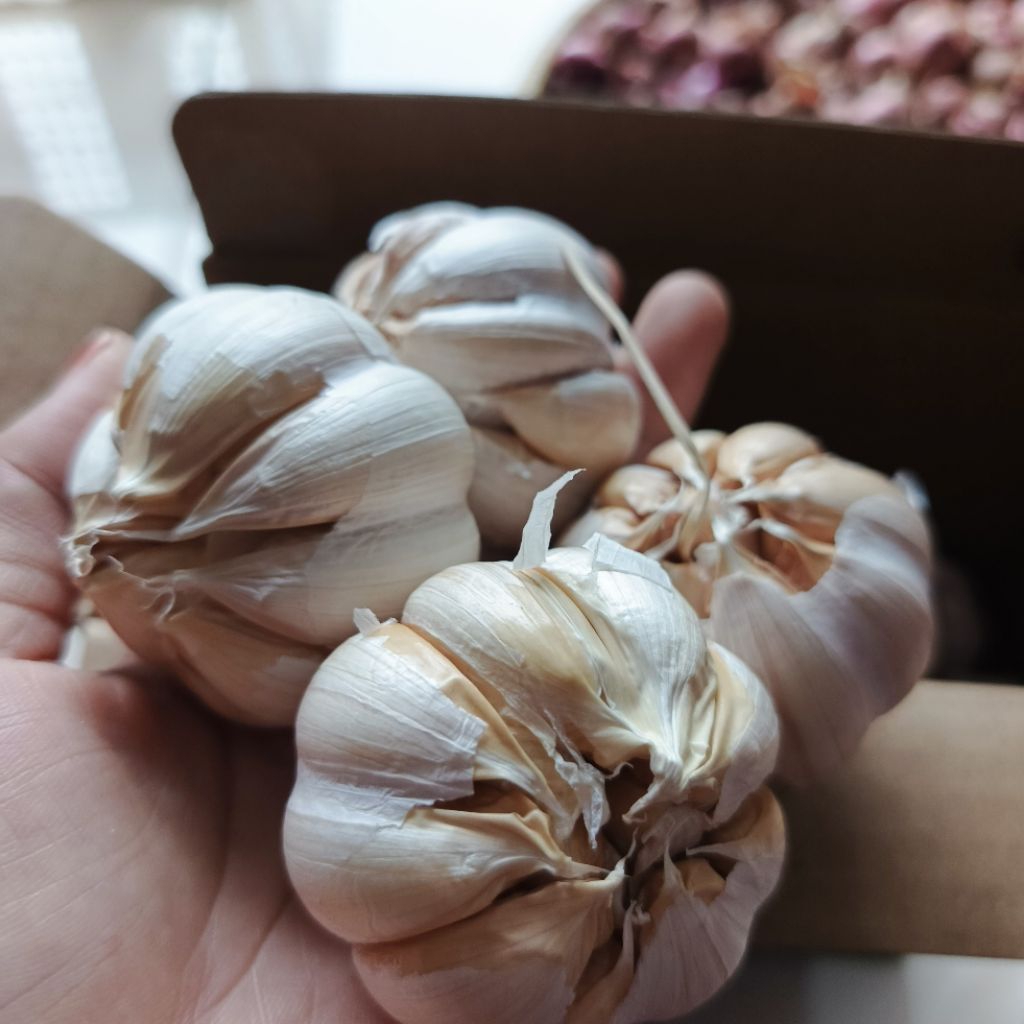 

bawang putih sinco bumbu dapur bumbu masak